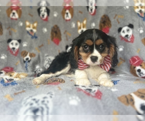 Medium Photo #1 Cavalier King Charles Spaniel Puppy For Sale in LAKELAND, FL, USA