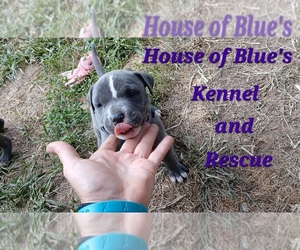 American Pit Bull Terrier Puppy for sale in DELAWARE, OH, USA