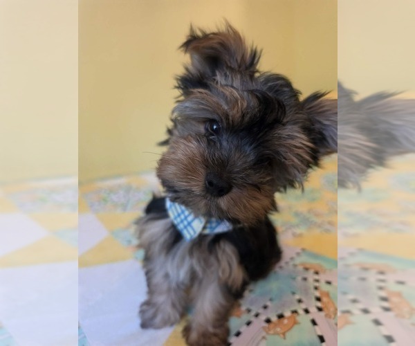 Medium Photo #4 Yorkshire Terrier Puppy For Sale in BONNERDALE, AR, USA