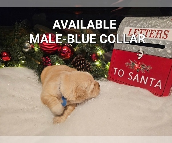 Medium Photo #2 Golden Retriever Puppy For Sale in TULARE, CA, USA