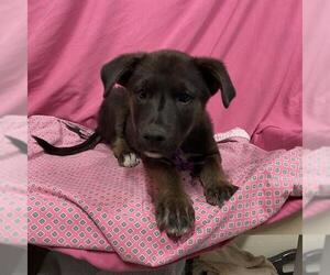 Australian Shepherd Dogs for adoption in Modesto, CA, USA
