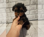 Small Yorkshire Terrier