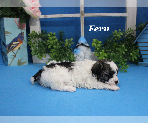 Medium Photo #13 Poodle (Toy) Puppy For Sale in CHANUTE, KS, USA