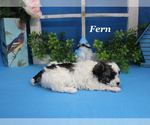 Small #12 Poodle (Toy)