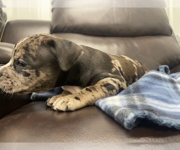 Medium Photo #98 American Bully Puppy For Sale in REESEVILLE, WI, USA