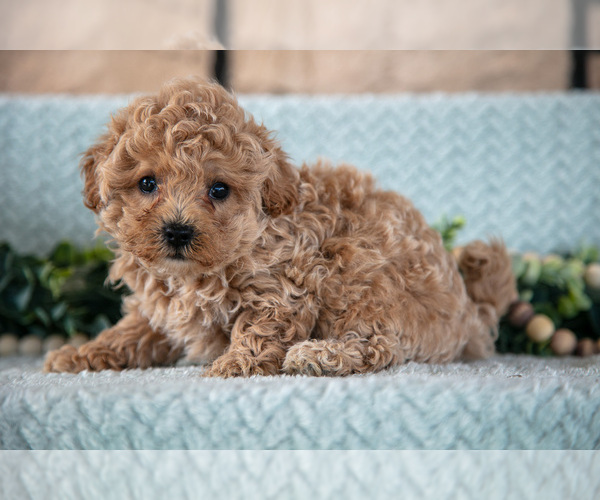 Medium Photo #8 Poodle (Miniature)-ShihPoo Mix Puppy For Sale in SUGARCREEK, OH, USA
