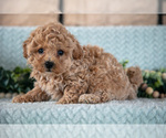 Small Photo #8 Poodle (Miniature)-ShihPoo Mix Puppy For Sale in SUGARCREEK, OH, USA