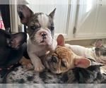 Small Photo #2 French Bulldog Puppy For Sale in YORKTOWN, IN, USA