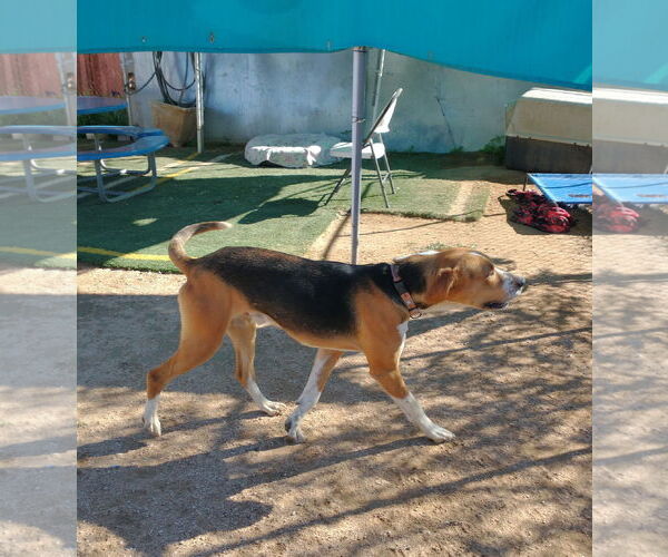 Medium Photo #1 English Foxhound Puppy For Sale in Apple Valley, CA, USA