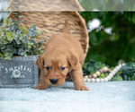 Small Photo #10 Golden Retriever Puppy For Sale in WOLCOTTVILLE, IN, USA