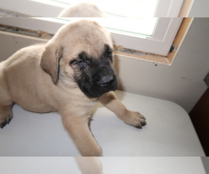 Mastiff Puppy for sale in SOUTH BEND, IN, USA