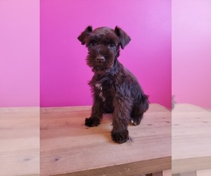 Schnauzer (Miniature) Puppy for sale in ROGERS, AR, USA