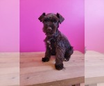 Small Photo #1 Schnauzer (Miniature) Puppy For Sale in ROGERS, AR, USA
