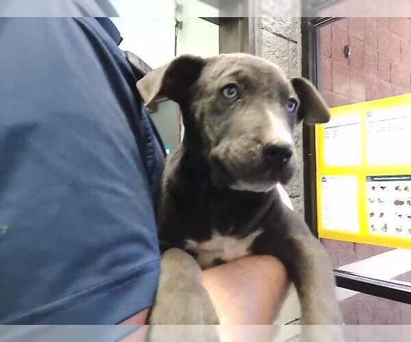 Medium Photo #1 Mutt Puppy For Sale in Tulsa, OK, USA