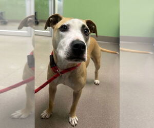 Mutt Dogs for adoption in La Porte, IN, USA