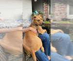 Small #4 Rhodesian Ridgeback Mix