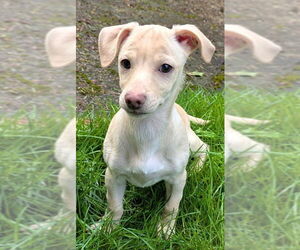 Chiweenie Dogs for adoption in Olalla, WA, USA