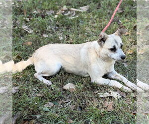 WOODY - Female Chihuahua Dog for Adoption - Photo #4
