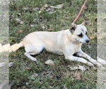 Small Photo #4 Chihuahua Puppy For Sale in Yardley, PA, USA