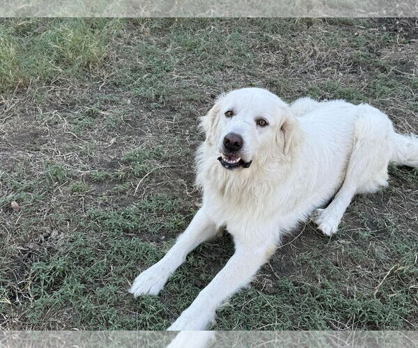 Medium Photo #5 Great Pyrenees Puppy For Sale in Houston, TX, USA