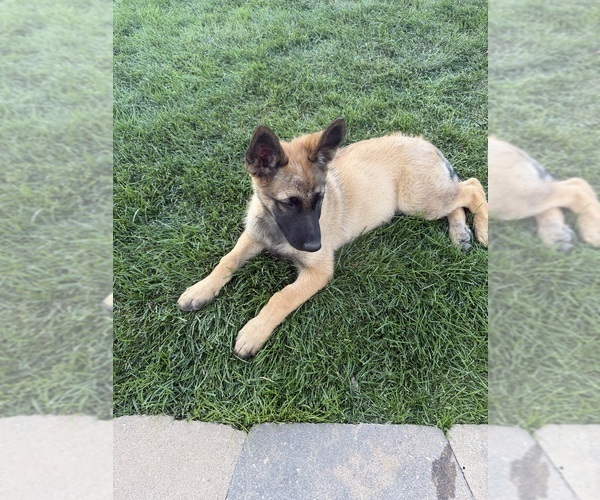 Medium Photo #3 German Malinois Puppy For Sale in DICKINSON, ND, USA