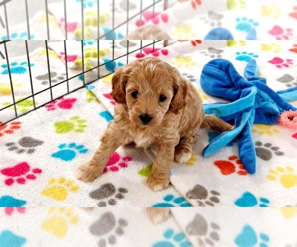 Medium Photo #12 Cavapoo mix (+ Poodle Miniature) Puppy For Sale in ORO VALLEY, AZ, USA
