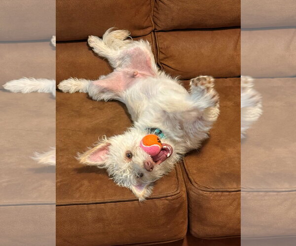 Medium Photo #2 Mutt Puppy For Sale in Cliffwood, NJ, USA