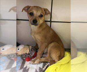 Chihuahua Dogs for adoption in Fort Wayne, IN, USA