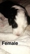Small Photo #1 Sheepadoodle Puppy For Sale in AUSTIN, TX, USA