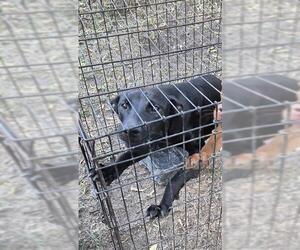 Labrador Retriever-Unknown Mix Dogs for adoption in San Antonio, TX, USA