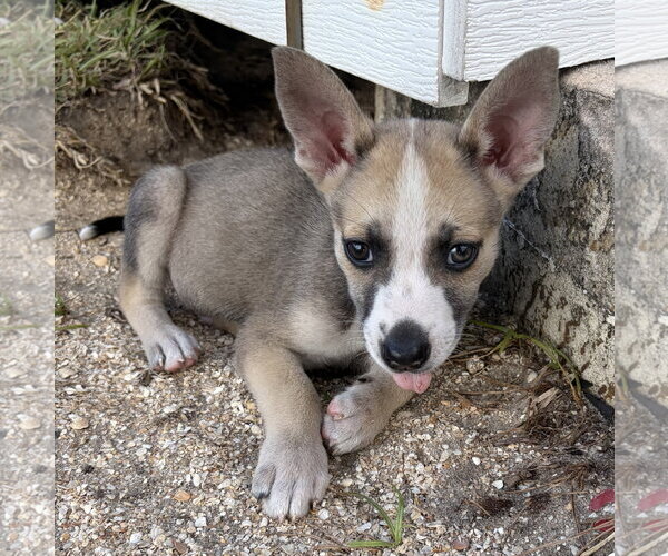 Medium Photo #2 Mutt Puppy For Sale in Royal Palm Beach, FL, USA