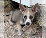 Small Photo #2 Mutt Puppy For Sale in Royal Palm Beach, FL, USA
