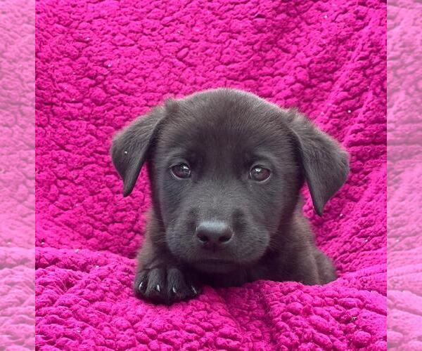Medium Photo #1 Labrador Retriever-Unknown Mix Puppy For Sale in San Diego, CA, USA
