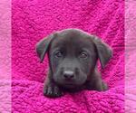 Small Labrador Retriever Mix