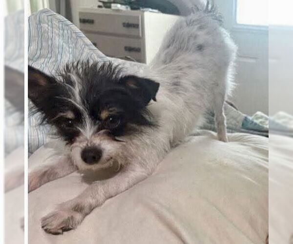 Medium Photo #3 Mutt Puppy For Sale in Spring Lake, NC, USA