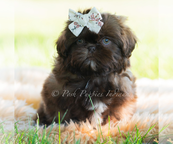 Medium Photo #6 Shih Tzu Puppy For Sale in WARSAW, IN, USA