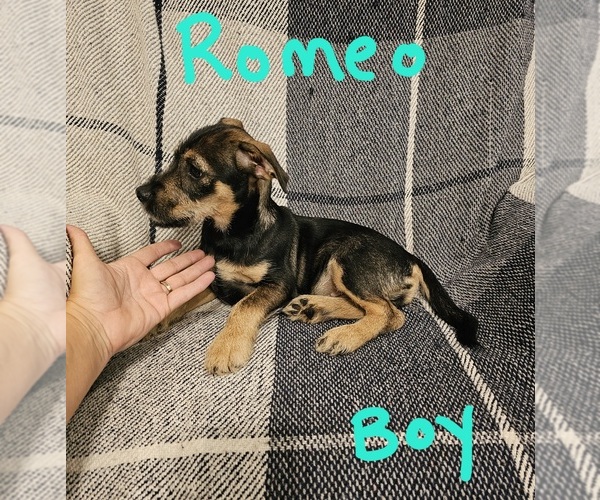 Medium Photo #7 Chizer Puppy For Sale in MONTEZUMA, GA, USA