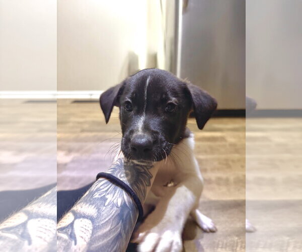 Medium Photo #2 Shepradors Puppy For Sale in Holly Springs, NC, USA