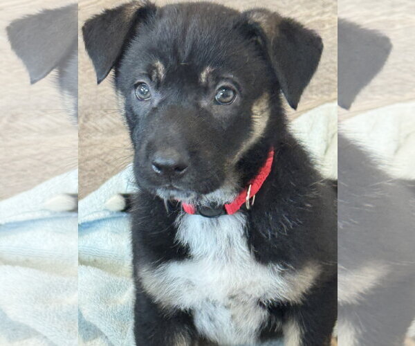 Medium Photo #4 Labrador Retriever-Unknown Mix Puppy For Sale in San Diego, CA, USA