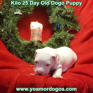 Medium Photo #207 Dogo Argentino Puppy For Sale in JANE, MO, USA