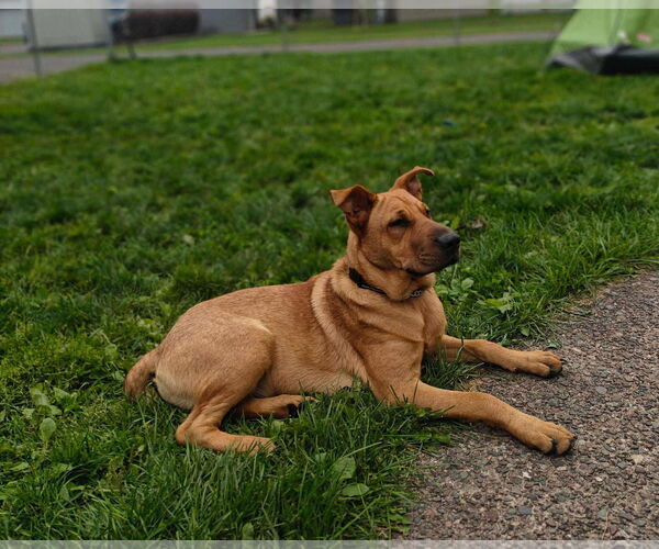 Medium Photo #5 Chinese Shar-Pei-Labrador Retriever Mix Puppy For Sale in Duluth, MN, USA