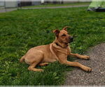 Small #4 Chinese Shar-Pei-Labrador Retriever Mix