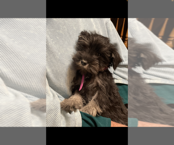 Medium Photo #1 Schnauzer (Miniature) Puppy For Sale in FOLEY, MN, USA