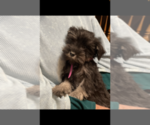 Small Photo #1 Schnauzer (Miniature) Puppy For Sale in FOLEY, MN, USA