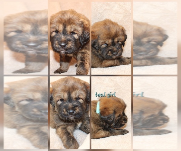 Medium Photo #11 Tibetan Mastiff Puppy For Sale in MONUMENT, CO, USA