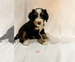 Small Photo #1 Bernedoodle Puppy For Sale in SAINT CHARLES, IL, USA