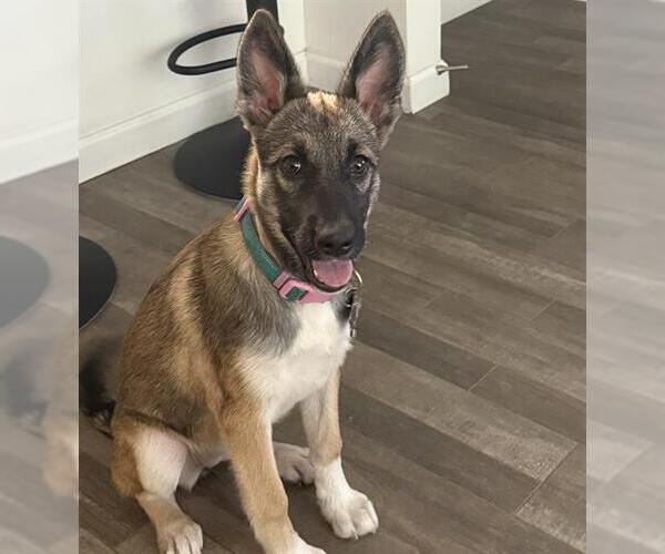 Medium Photo #1 German Shepherd Dog Puppy For Sale in San Antonio, TX, USA