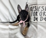 Small #4 German Shepherd Dog