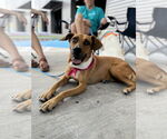 Small #4 Labrador Retriever Mix