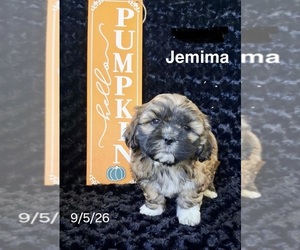 Zuchon Puppy for sale in MOUNT PLEASANT, MI, USA